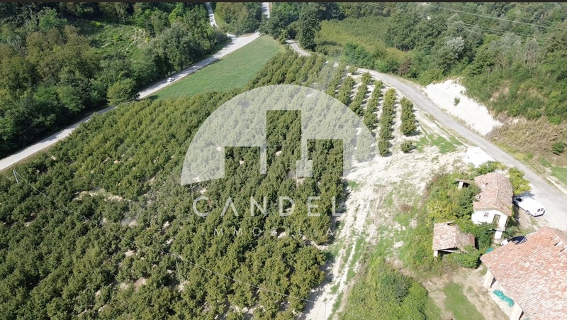 Tenuta Agricola d’Eccellenza nelle Langhe: 25 Ettari di Noccioli e Casolari