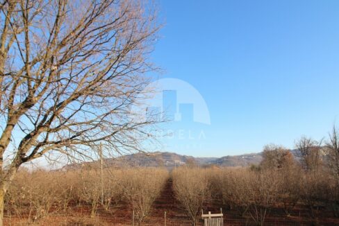 Splendido Terreno Agricolo con Noccioleto in Vendita a Mondovì